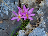 ARBEL (54)