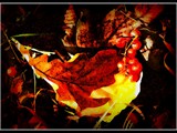 Autumn 8corel-1border