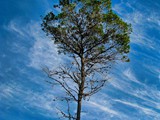 Carmel pine_3