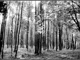 forest010-1frame