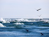 Jokulstarlon- iceberg lagoon  (73)