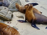 La Jolla caves-023