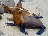 La Jolla caves-024