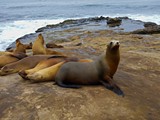 La Jolla caves-027