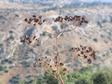 Mearat aNetifim (3)