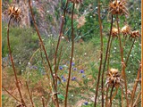 Nahal Ayun (118)border