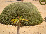 Revavim-desert life (21)