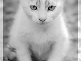 white cat